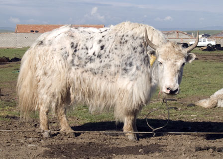 White spotted yak cow in Tibet